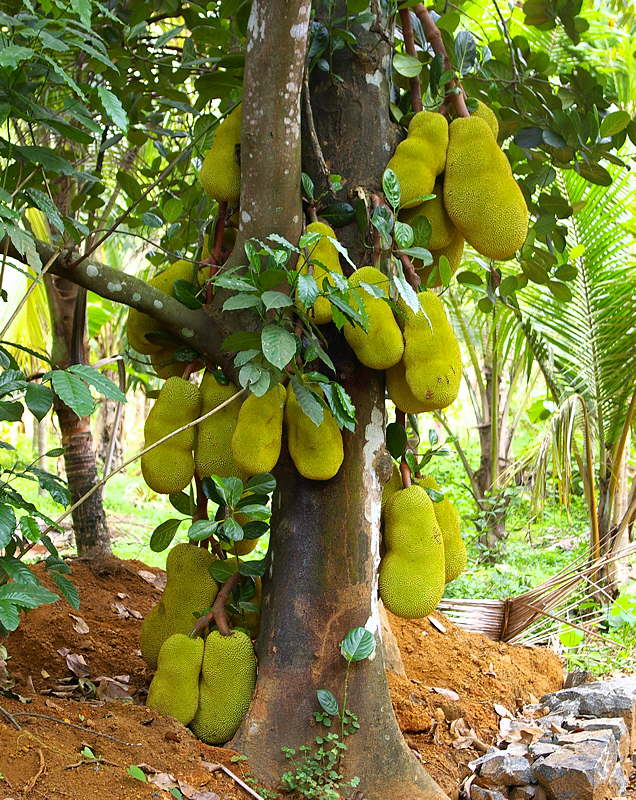 Do tree roots always grow downwards? Jackfruit
